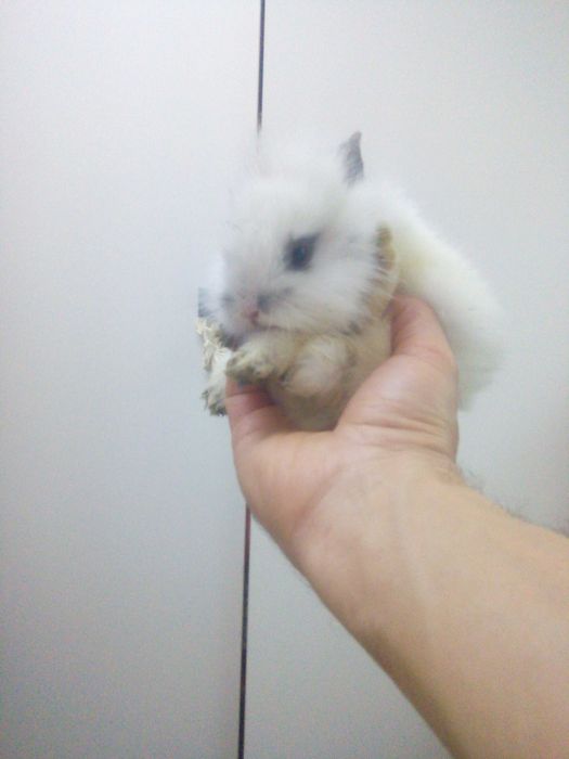 Jucărie interactivă