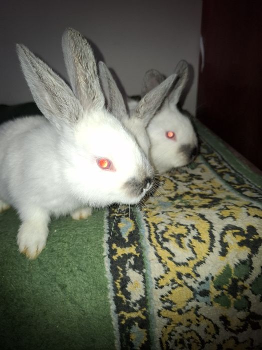 Зоти Калифорния болалари