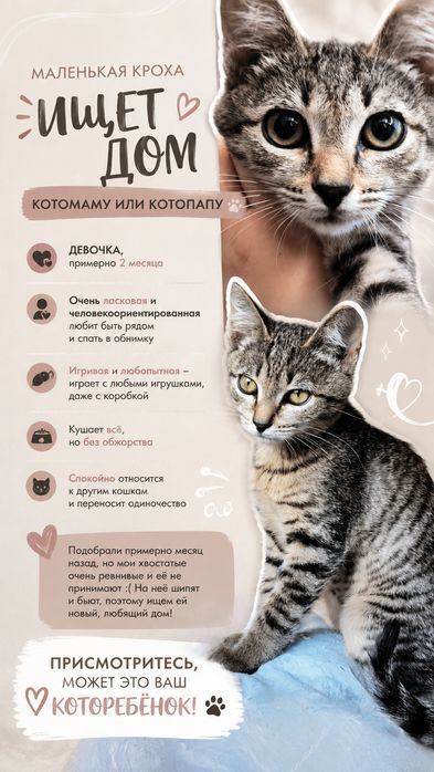 Малышка ищет дом