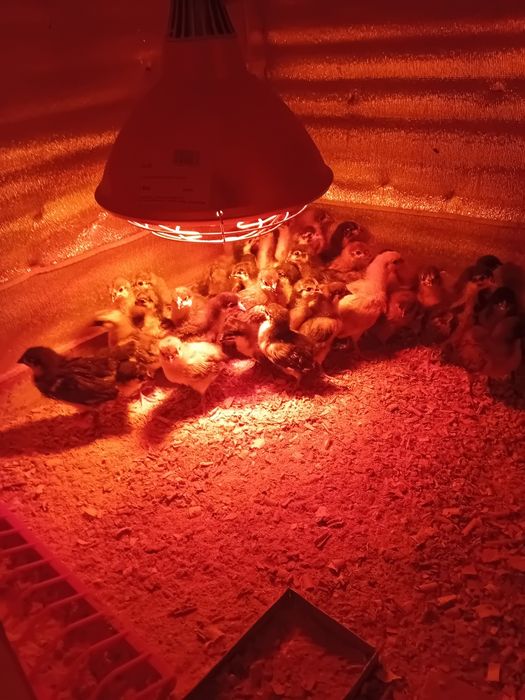 Pui de gaina  australorp