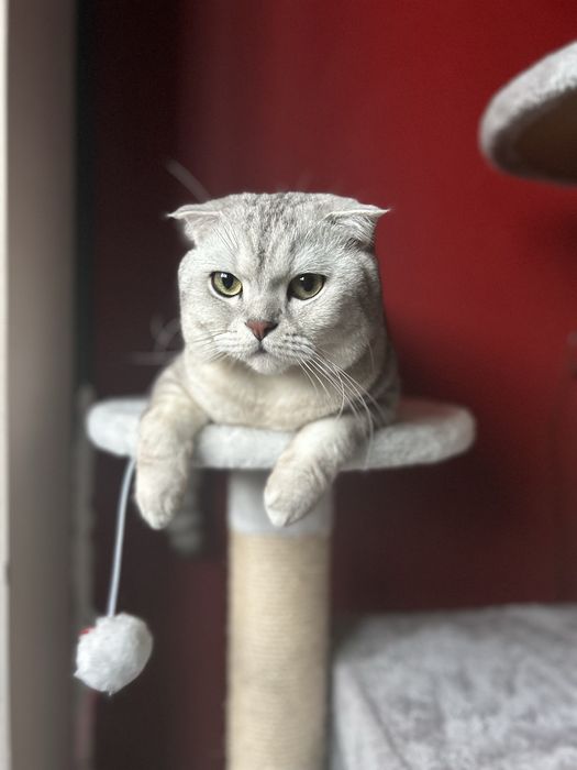 Шотландска клепоуха (Scottish Fold) – сребърна чинчила
