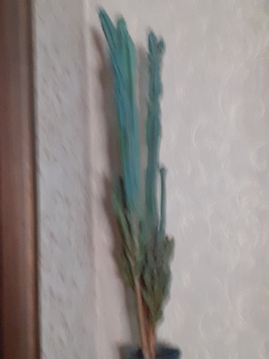 Продаю кактус цветок