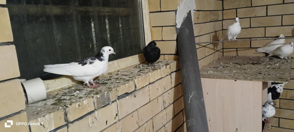 Голуби на продаже