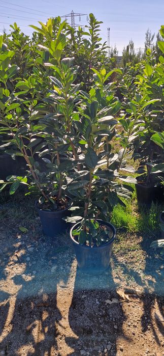 Prunus laucerasus- Photinia Red Robin