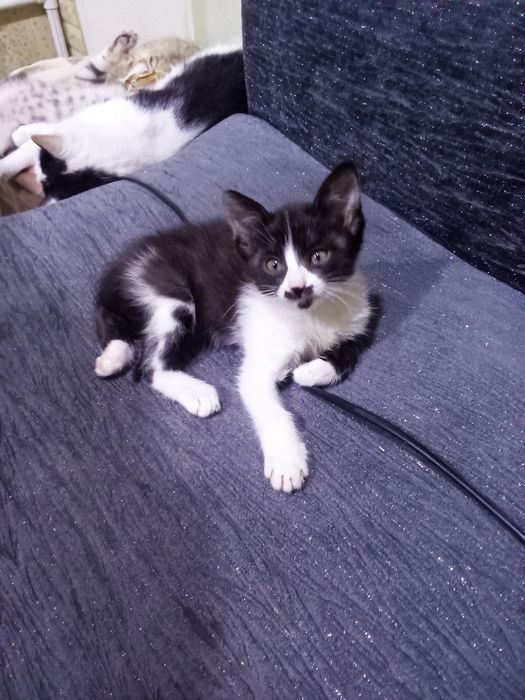 Отдмм даром котенка