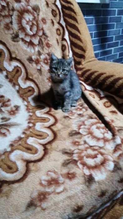Крысоловы в добрые руки