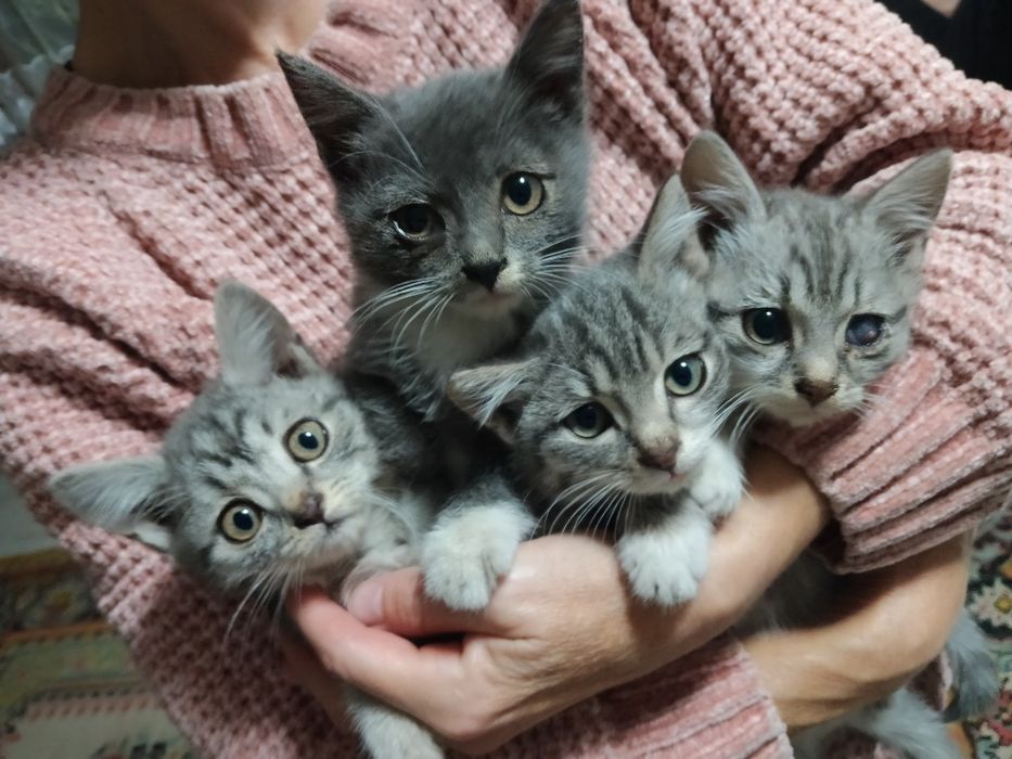 Отдам котят в хорошие руки