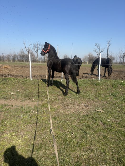 De vanzare manz friz