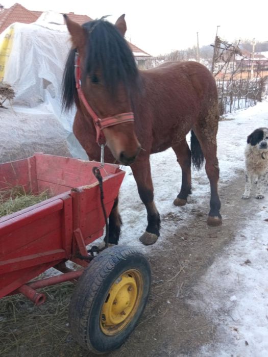 Manz de vânzare...sau schimb cu vaca sau vițea