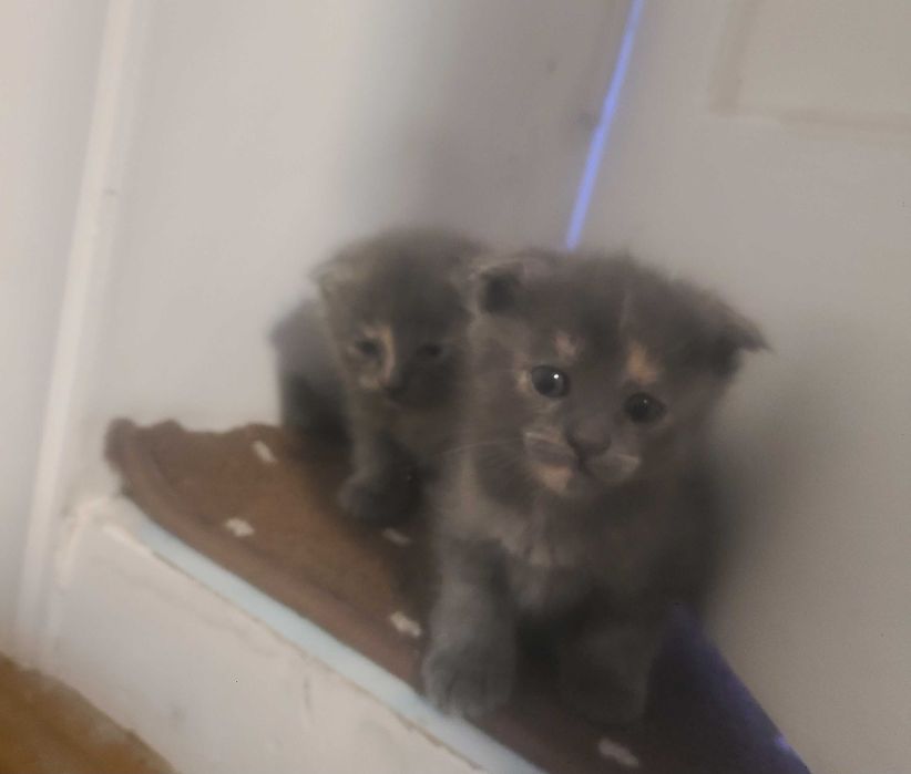 шотландская веслоухая котята