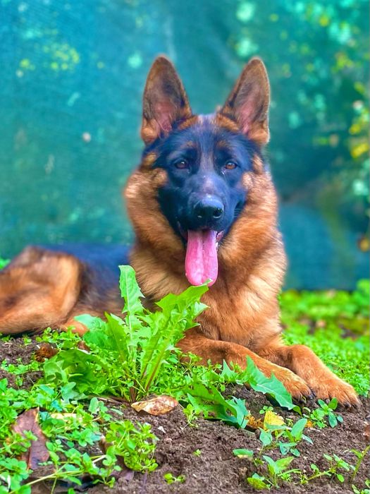 Немски Овчарки Женски