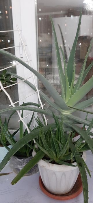 продам алоэ вера