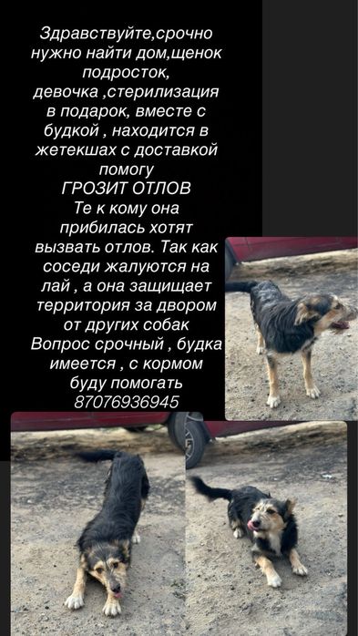 Пристраиваю собачку , подростка