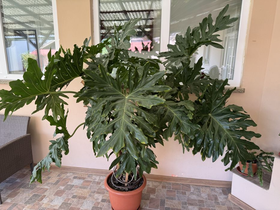 Vand floare Philodendron