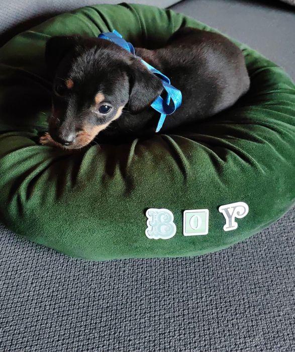 Caine Teckel Dachshund