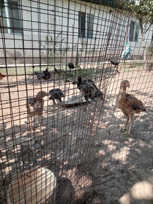 Продам Дакан шоже
