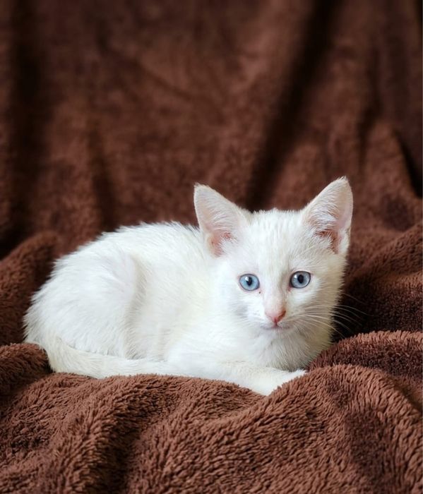Кошечка 2 месяца