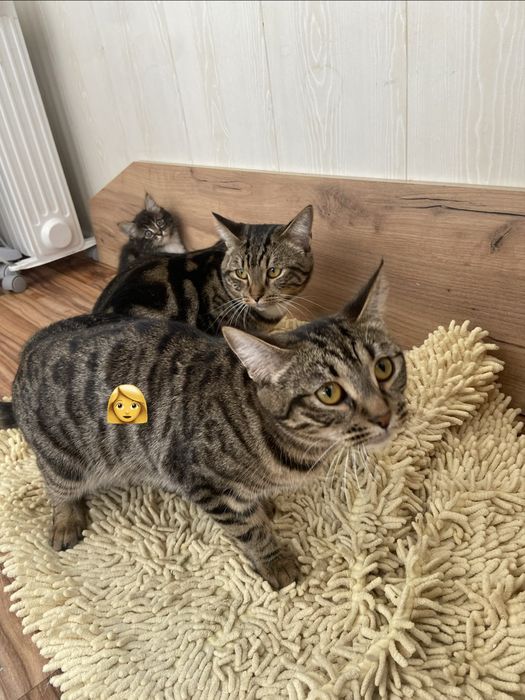 Котенок в добрые руки