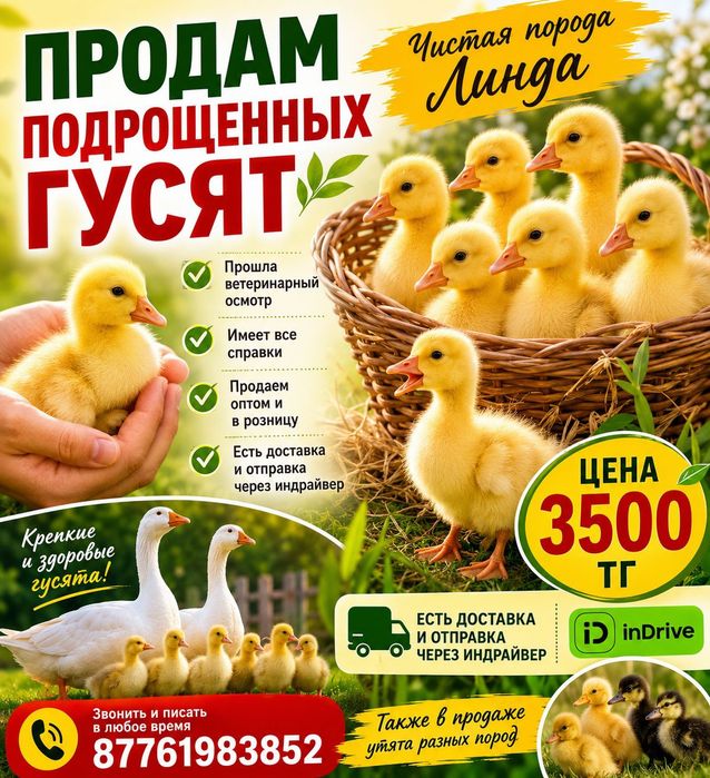Продам гусят породы линда
