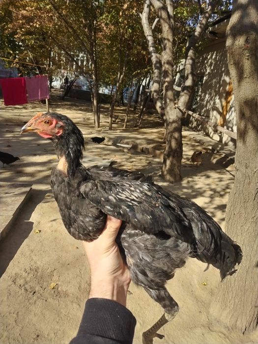 Joja tovuq tovuqlar товуклар, jojalar, жожа, жожалар