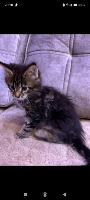 Продам  котят Мейн-Кун.