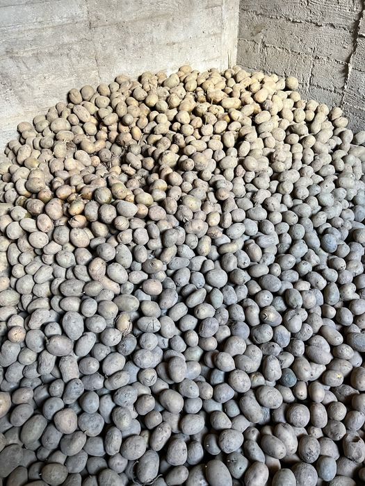 Cartofi samanta/consum Marabel