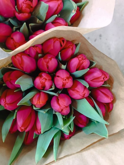 Свежие тюльпаны ПО оптовой цене