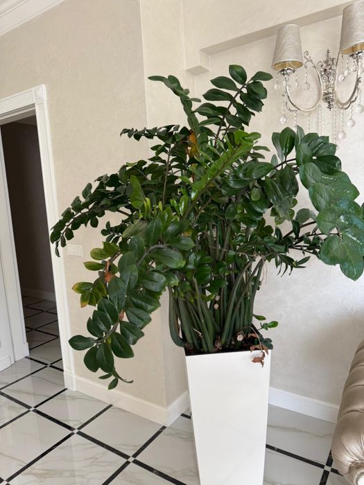 растение Замиокулкас