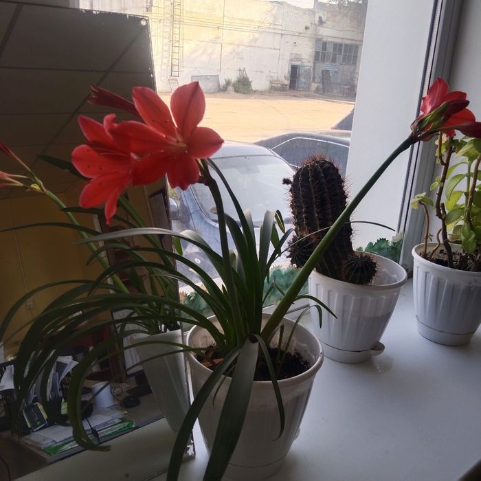 Продам цветы комнатные