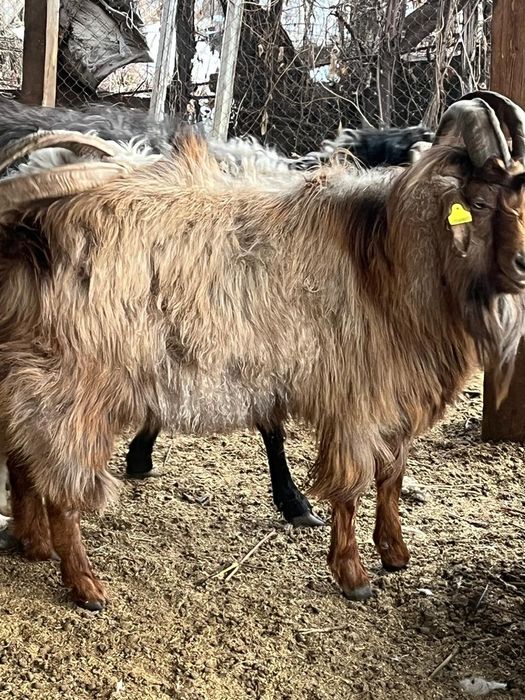 Қошқарлар мен Текелер сатамын