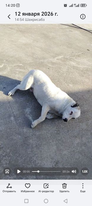 Кучуг сотилади Пародаси Алабай