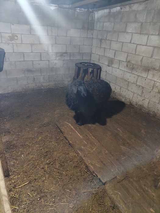 Продам баранов (овцематки) крупные