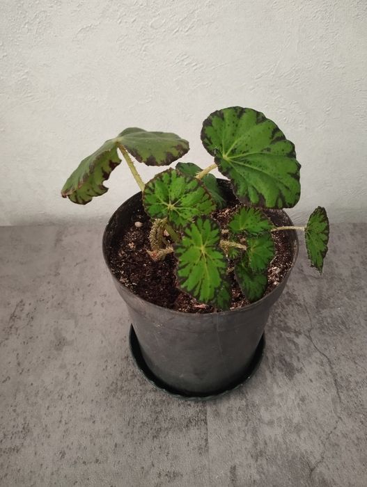 Продам комнатные растения