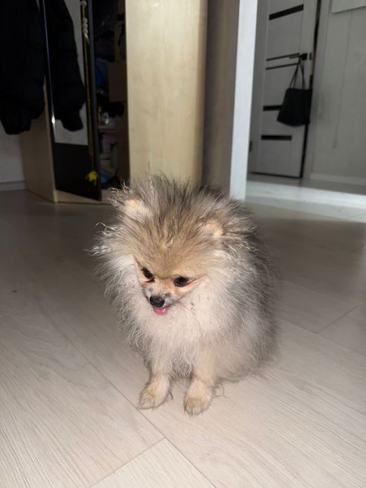 Продам щенка мини щпица