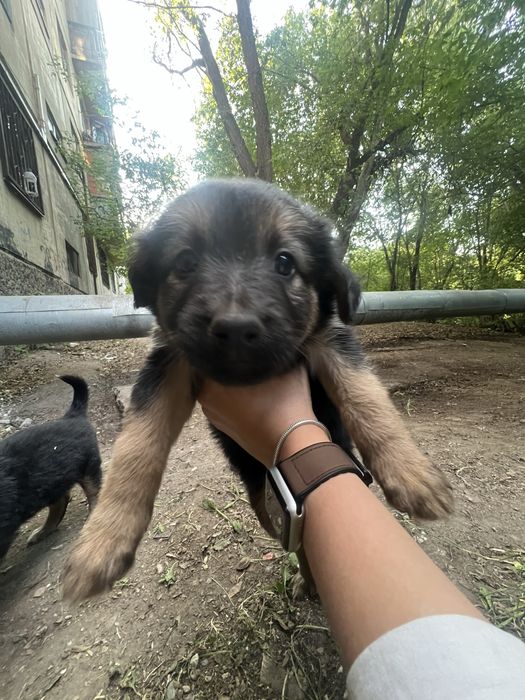 Щенок девочка бесплатно