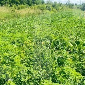 Teren extravilan de vanzare, 500.000 mp, comuna Dangeni