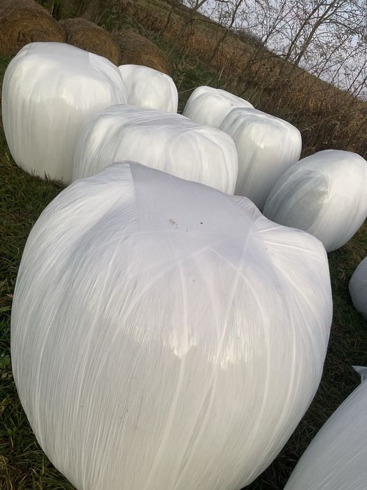 Baloti lucerna infoliati