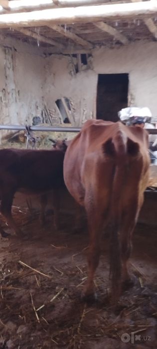 Ona bola sigir sotiladi kafolati bilan