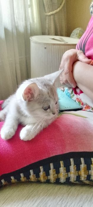 Девочка ищет доброго человека!