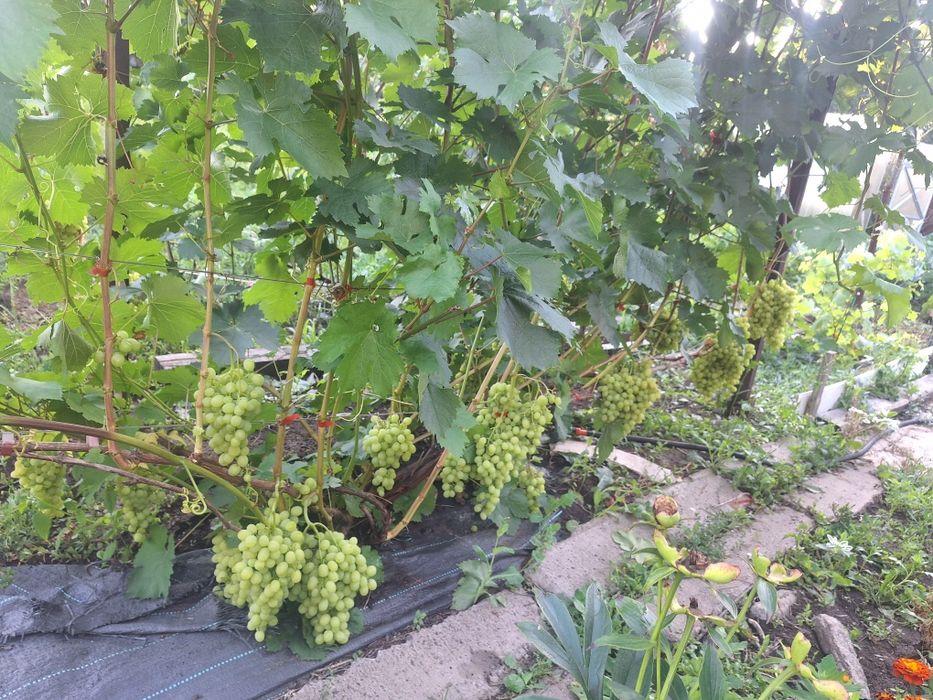 Черенки винограда вегетирующие