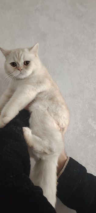 Вязка. Nasl olish