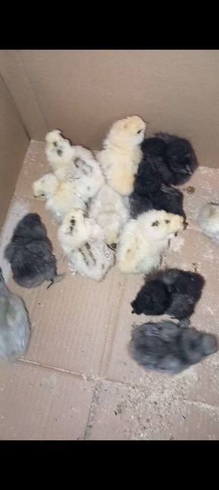 Pui de mătase japoneză diferite curori și pui de pitică