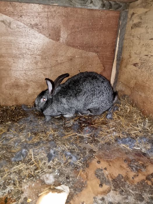 Uriaș german gri fier