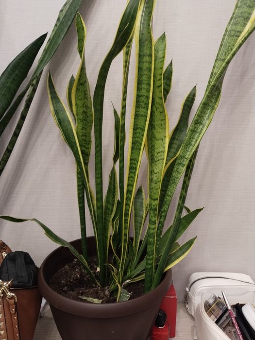 Цветы для офиса и комнатные