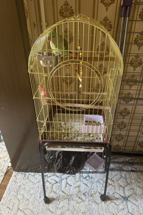 Александрийские попугаи
