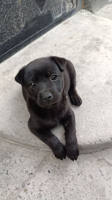 Щенки в добрые руки