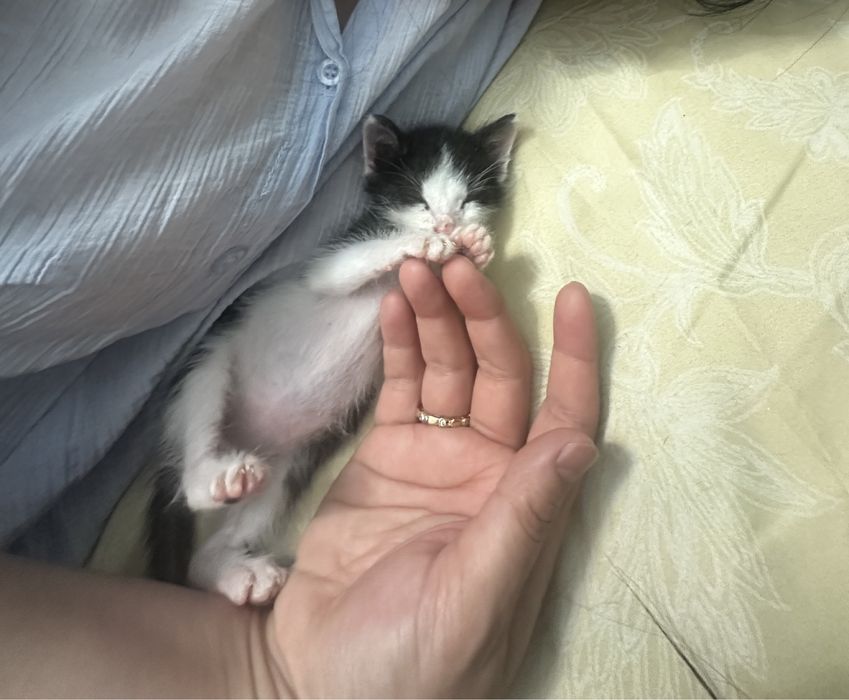 котенок в добрые руки