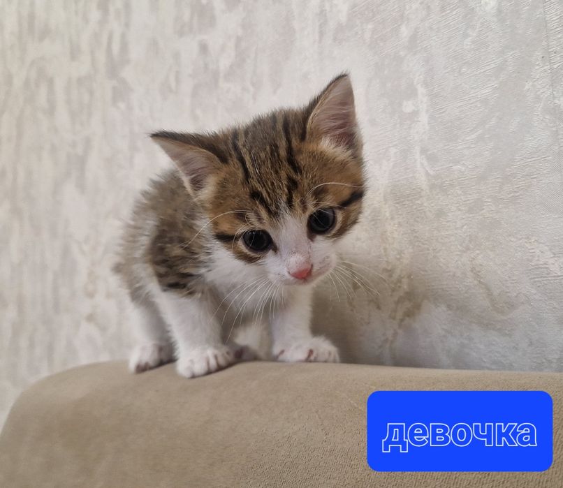 Отдадим котят за пачку корма