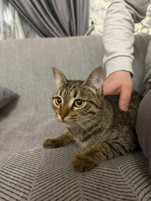 Отдам в хорошие руки кота