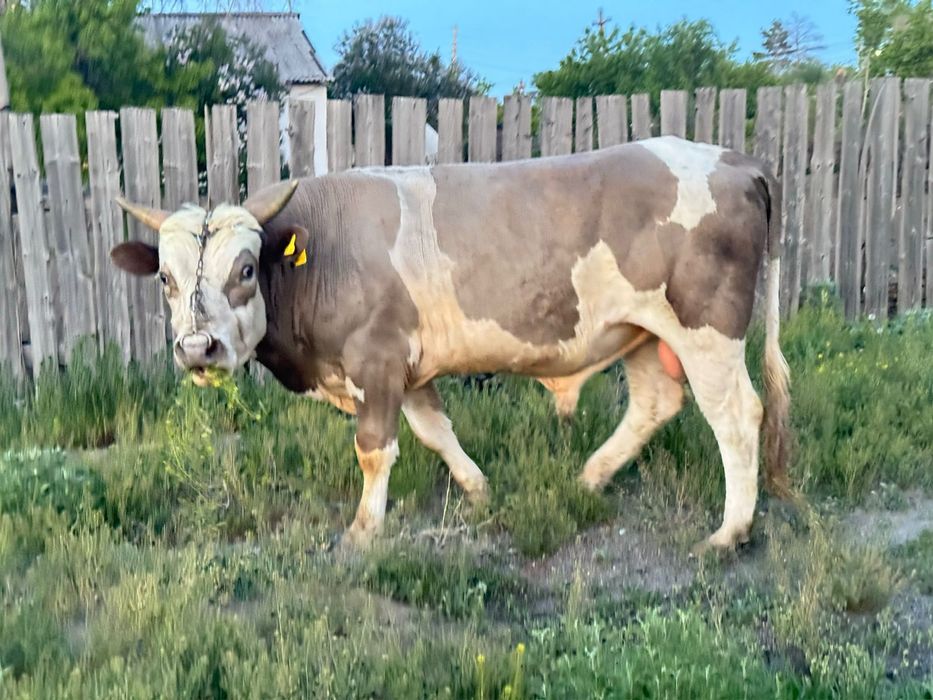 Продам быка 2.5 лет